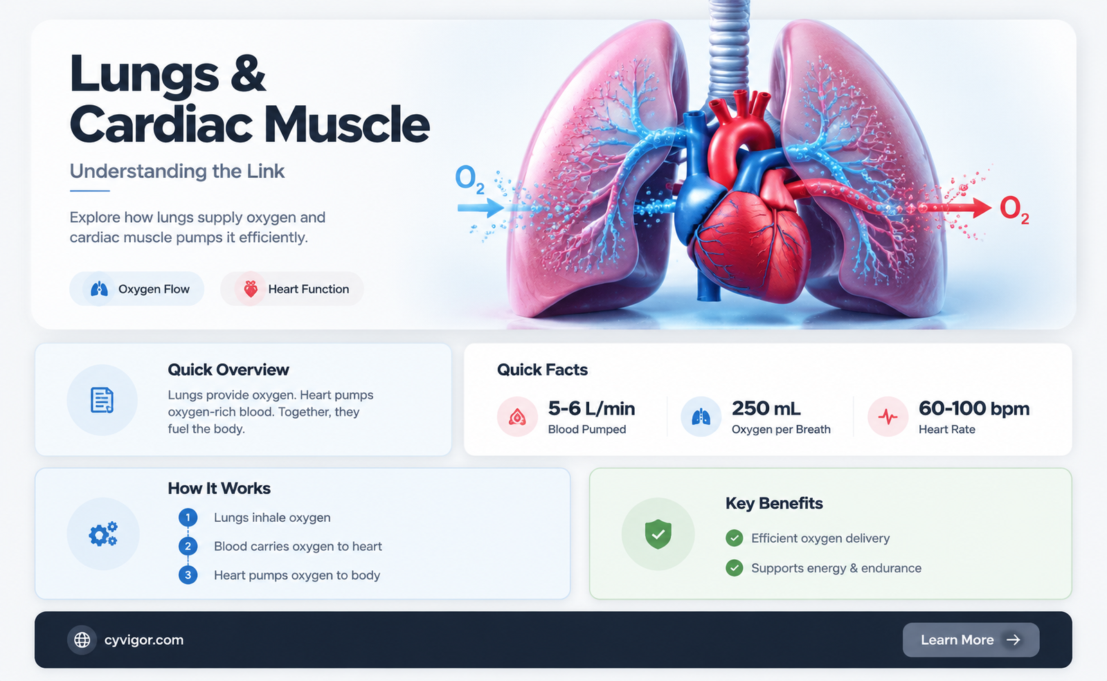 are lungs cardiac muscle