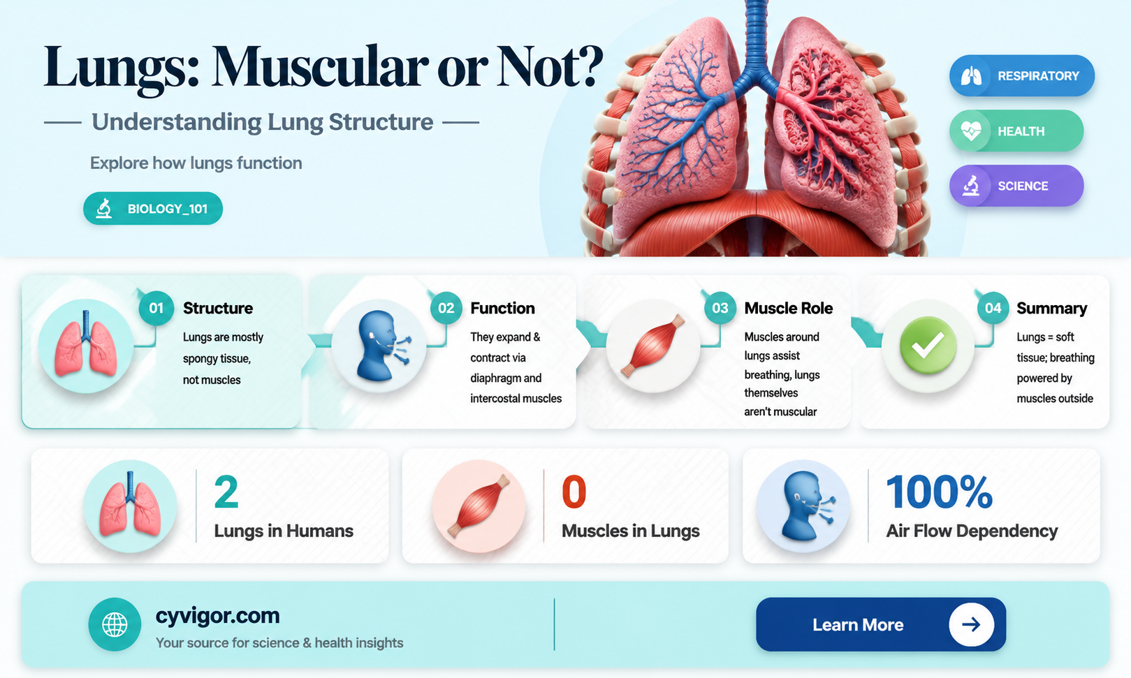 are lungs composed of muscle