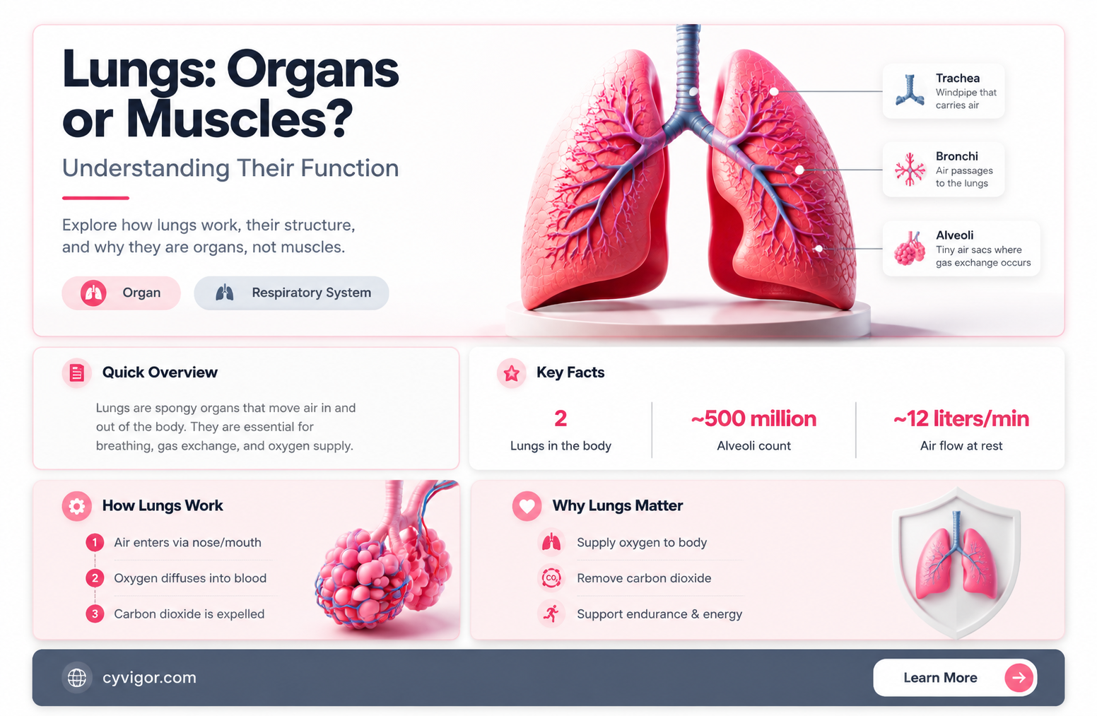 are lungs organs or muscles