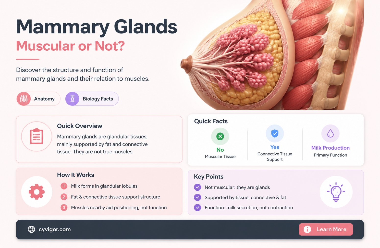 are mammary glands muscles