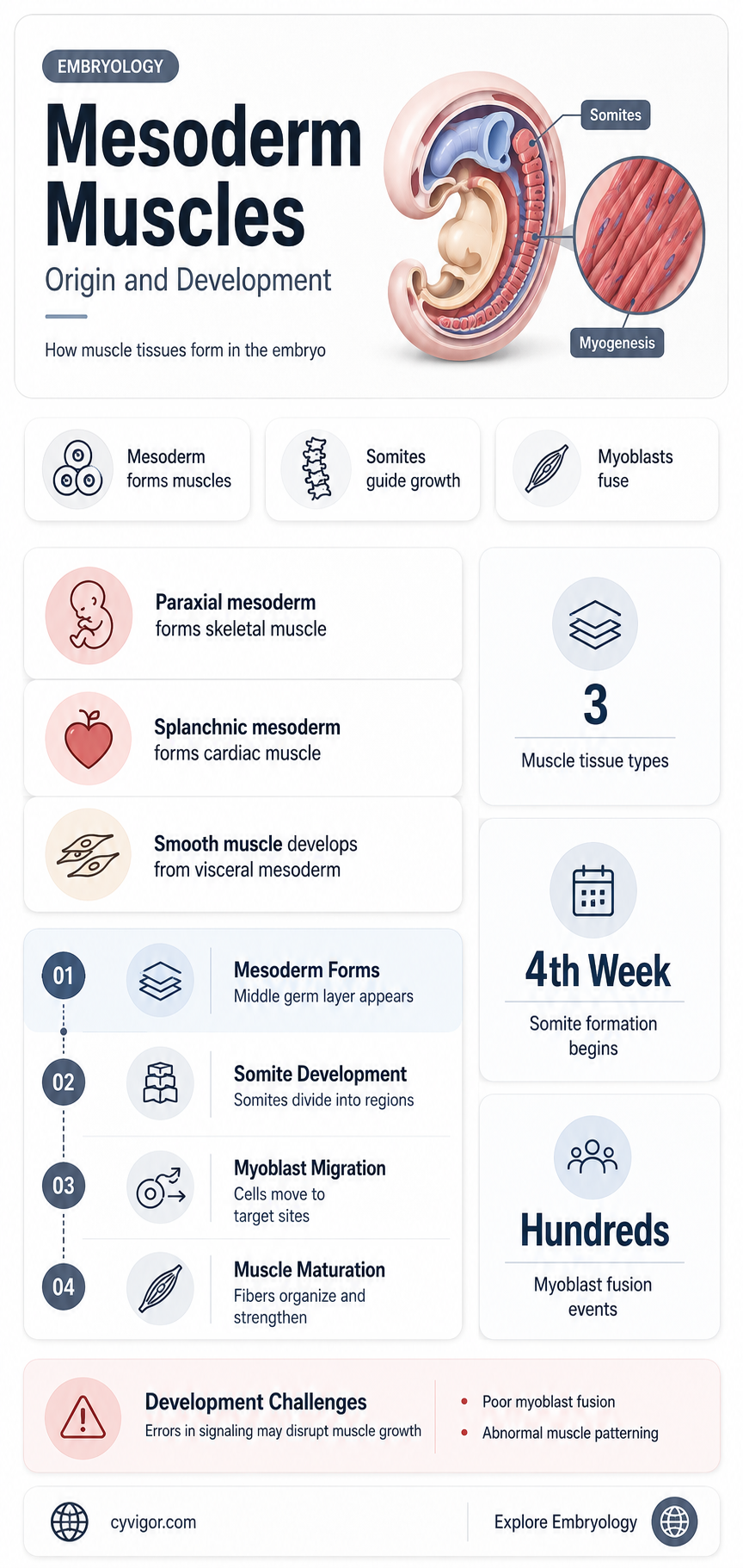 are muscles in mesoderm