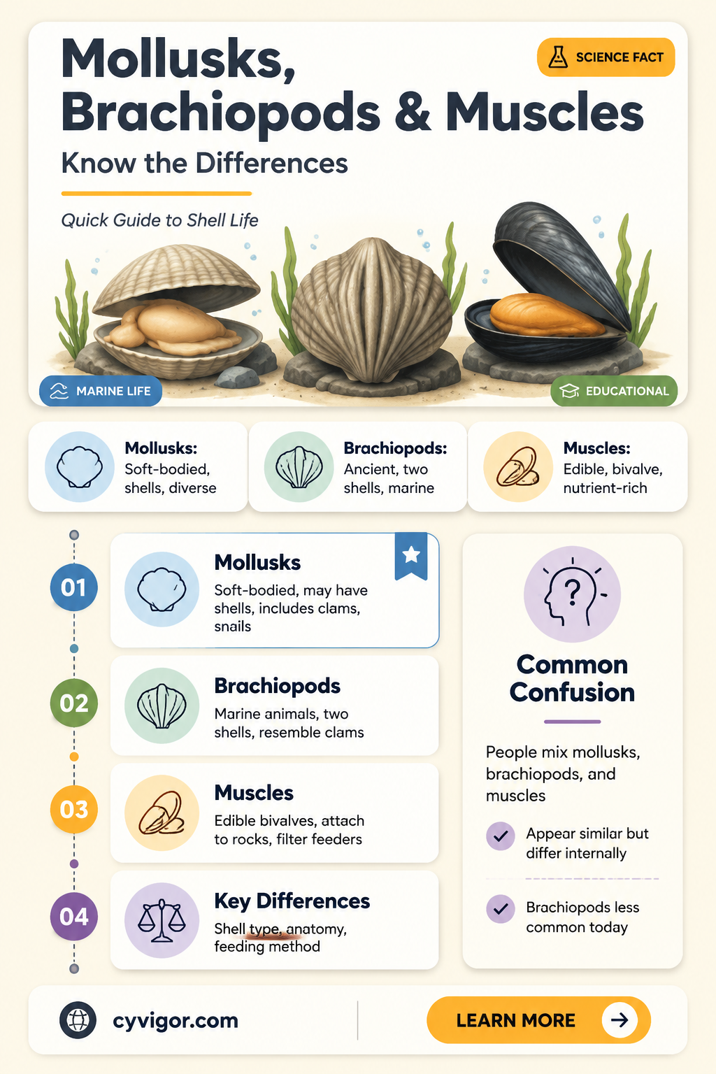 are muscle and mollusks brachiopods
