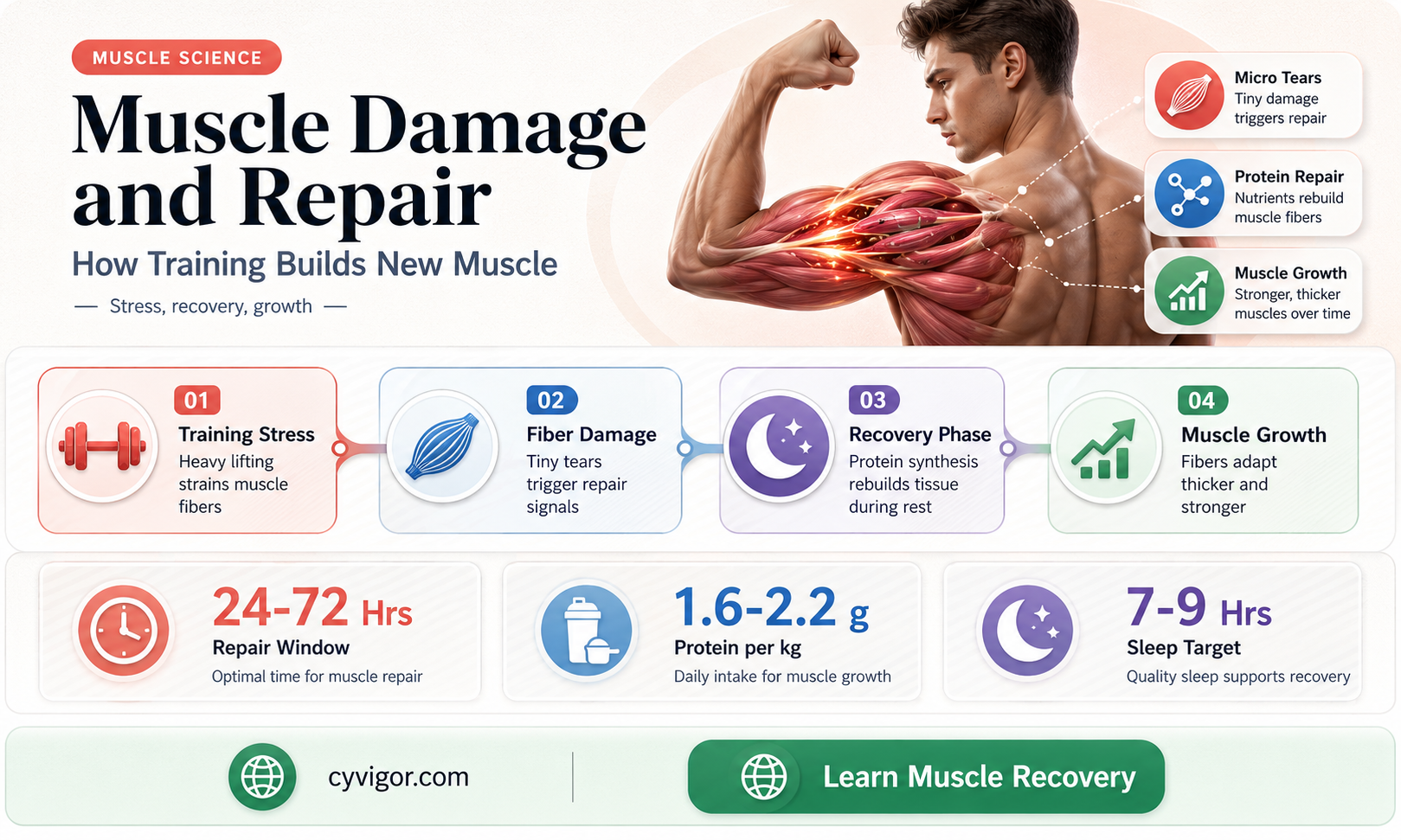 are new muscles made when muscles get damaged