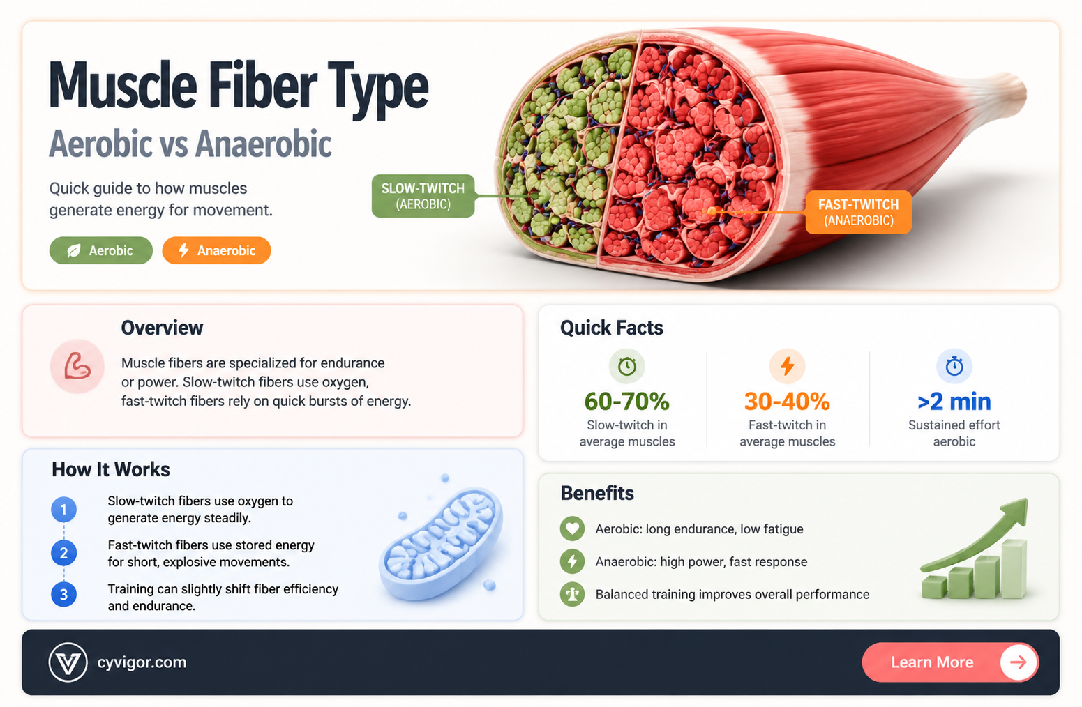 are intermediate muscle fibers aerobic
