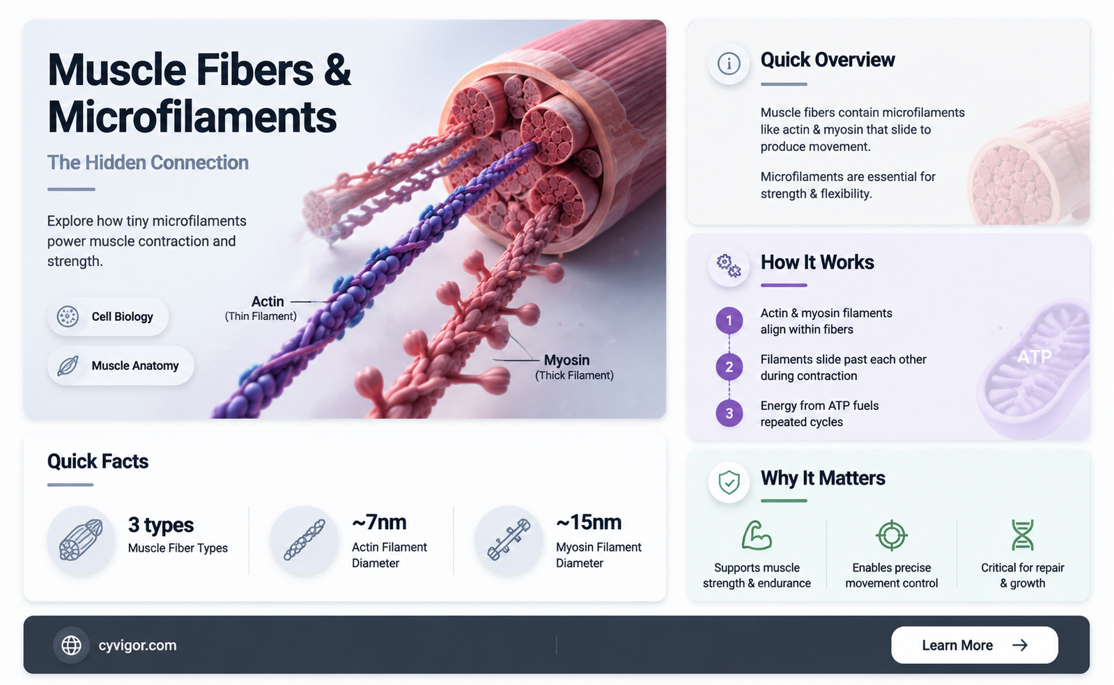 are muscle fibers microfilament