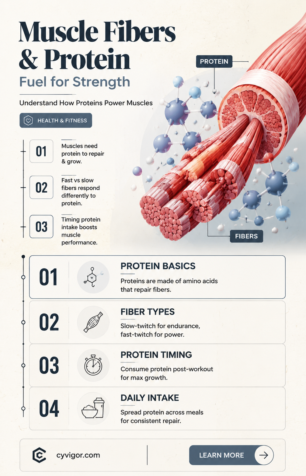 are muscle fibers protein