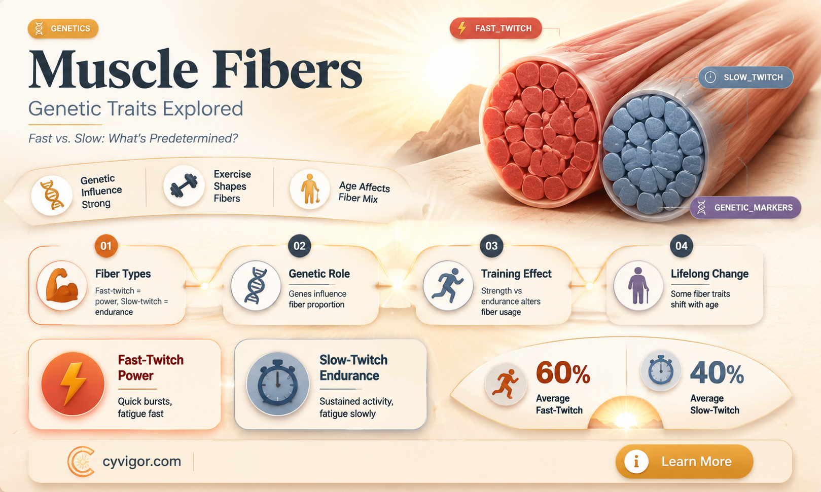 are muscle fibers genetic