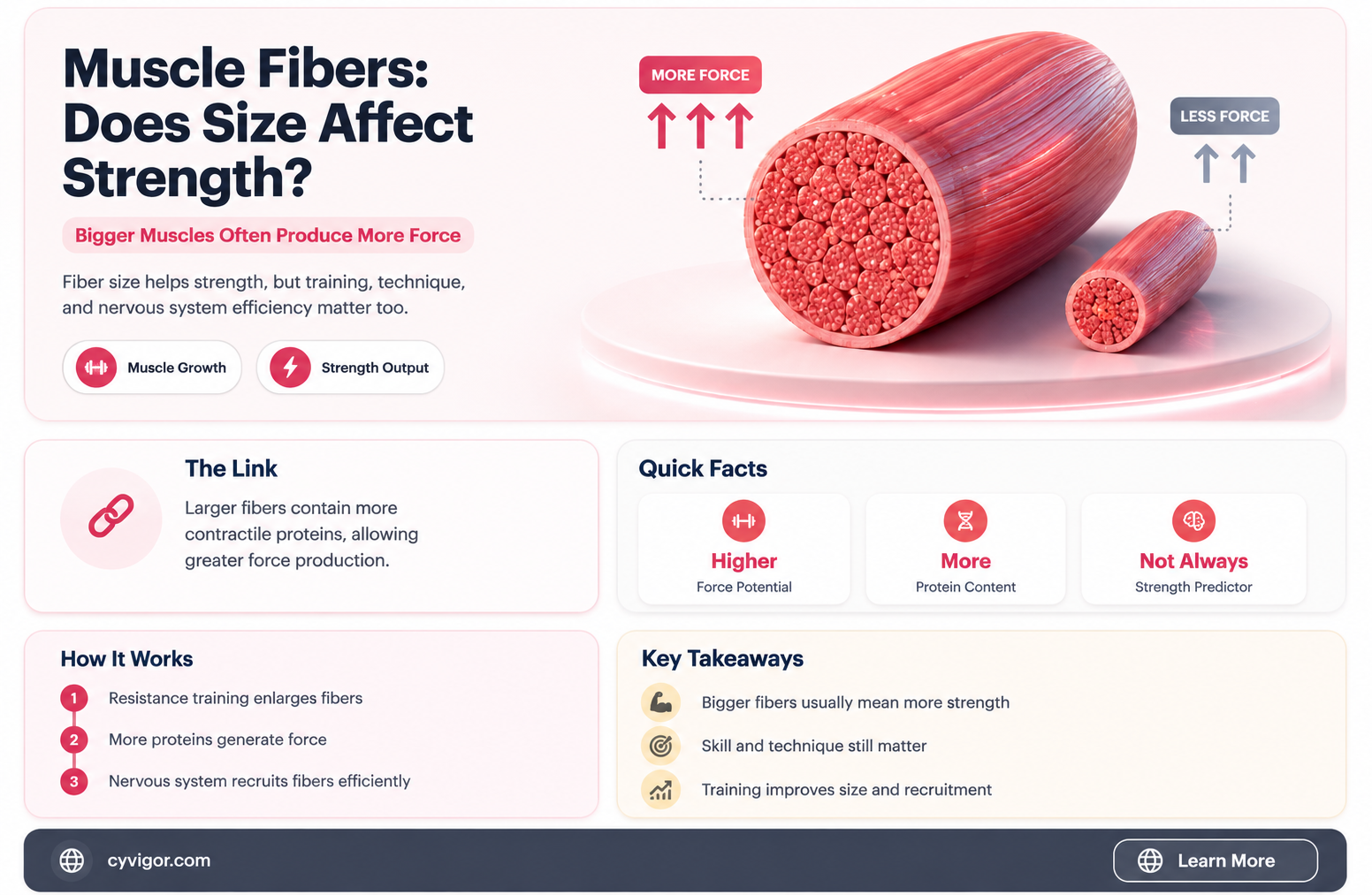 are shorter muscle fibers stronger