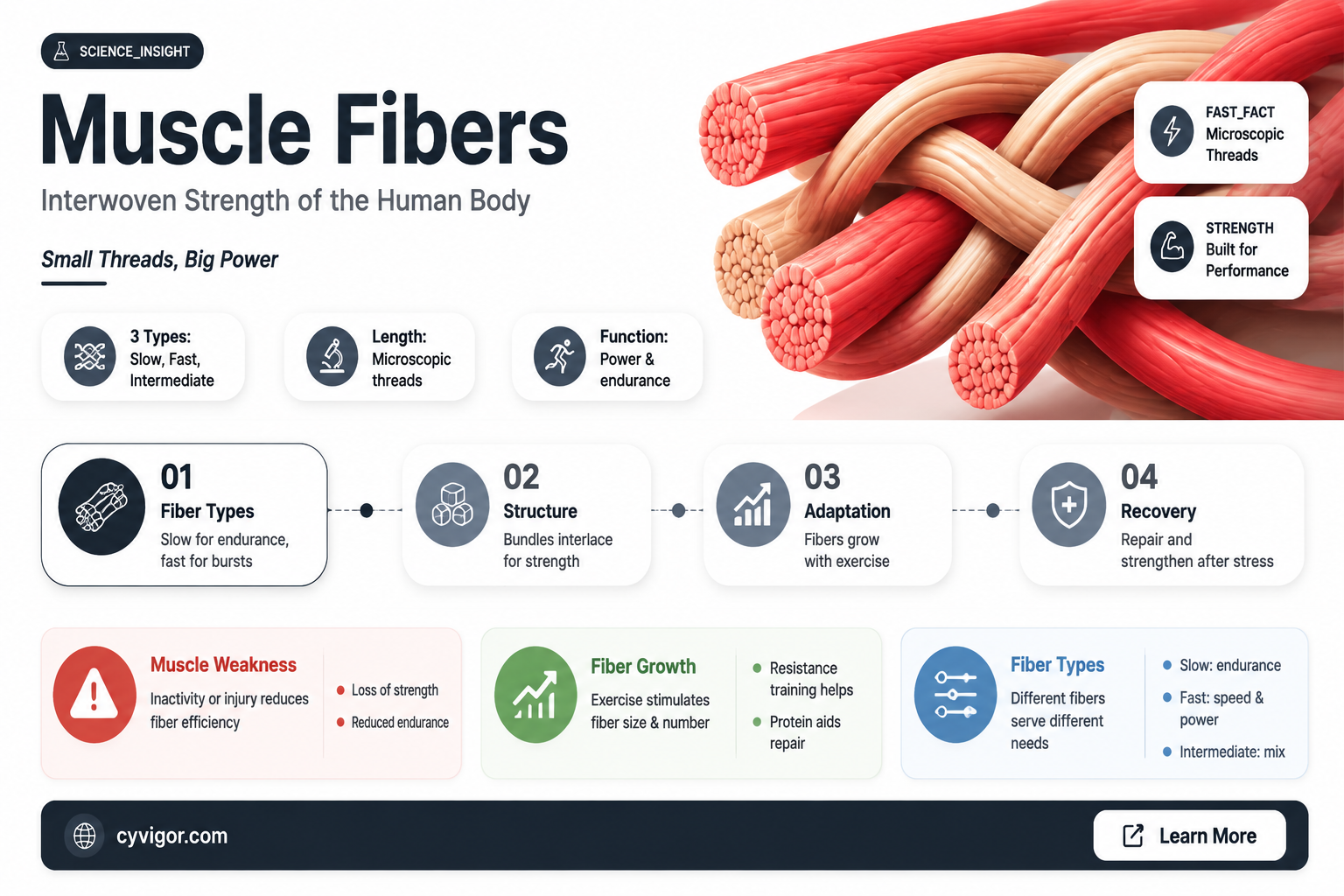 are muscle fibers woven