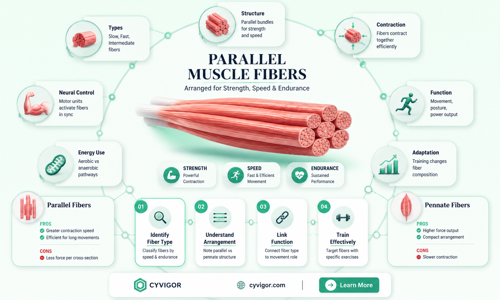 are muscle fibers parallel