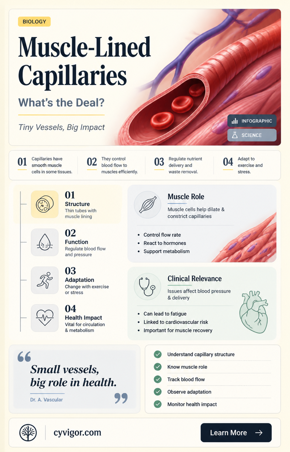 are capillaries lined with muscle