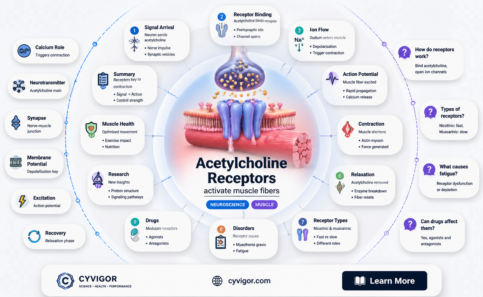 are acetylcholine receptors on muscles
