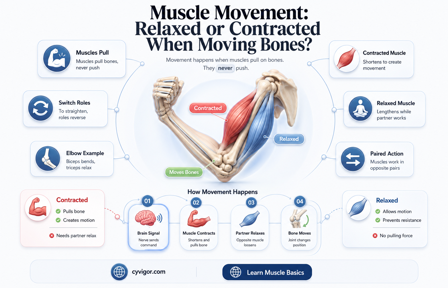 are muscles relaxed or contracted when they move bones