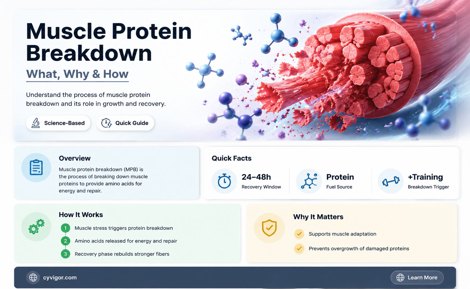are muscle protein breakdown