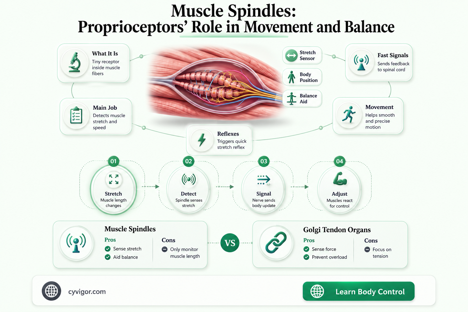 are muscle spindles proprioceptors