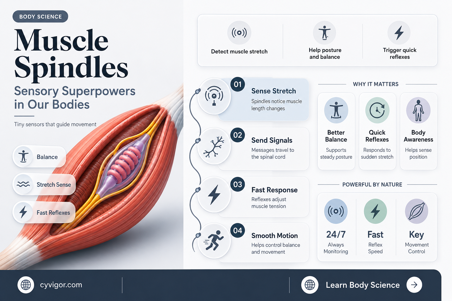are muscle spindles sensory