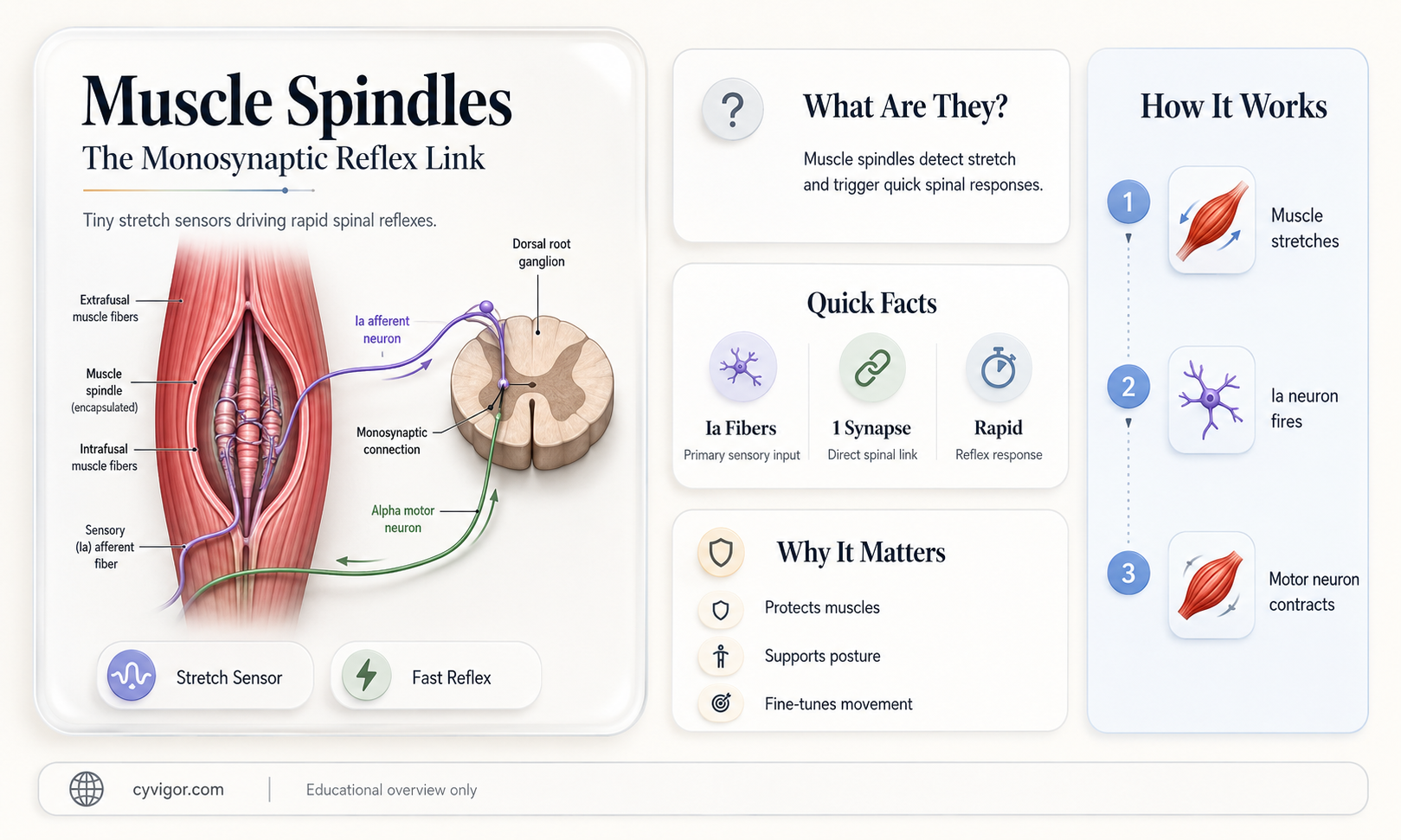 are muscle spindles monosynaptic