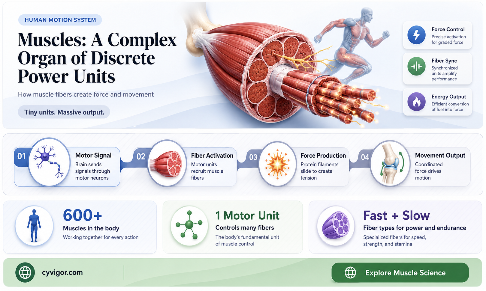 are muscles descete organs