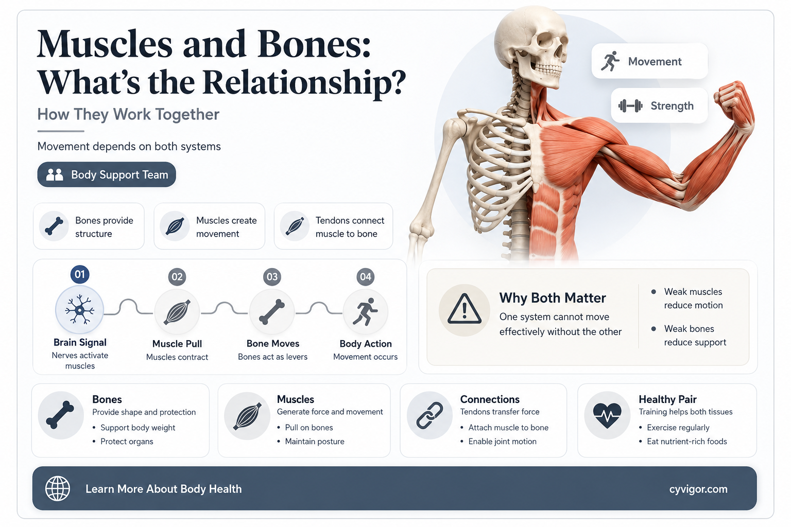 are muscles under bones