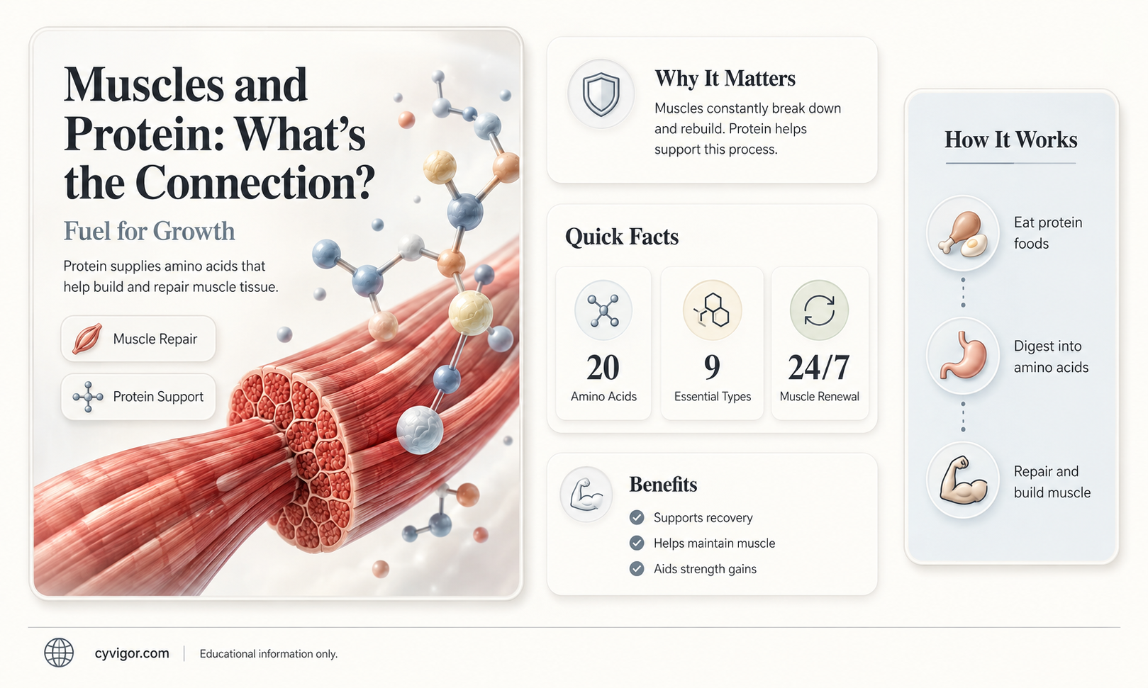 are muscles high in protein