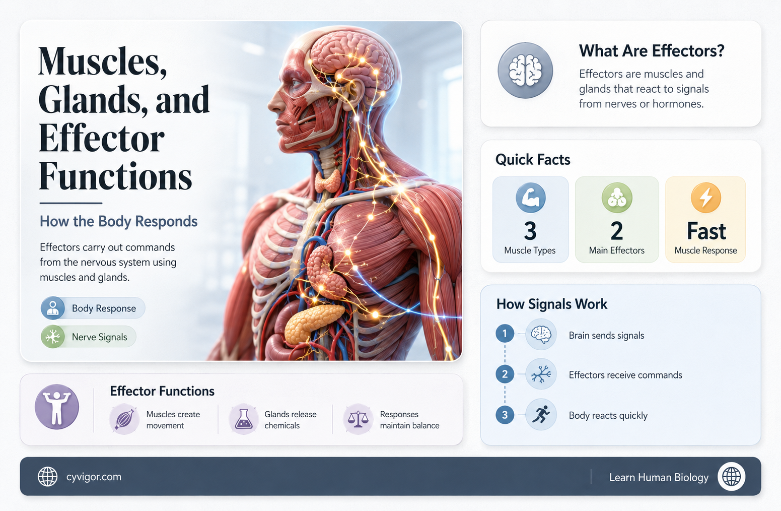 are muscles and glands effectors