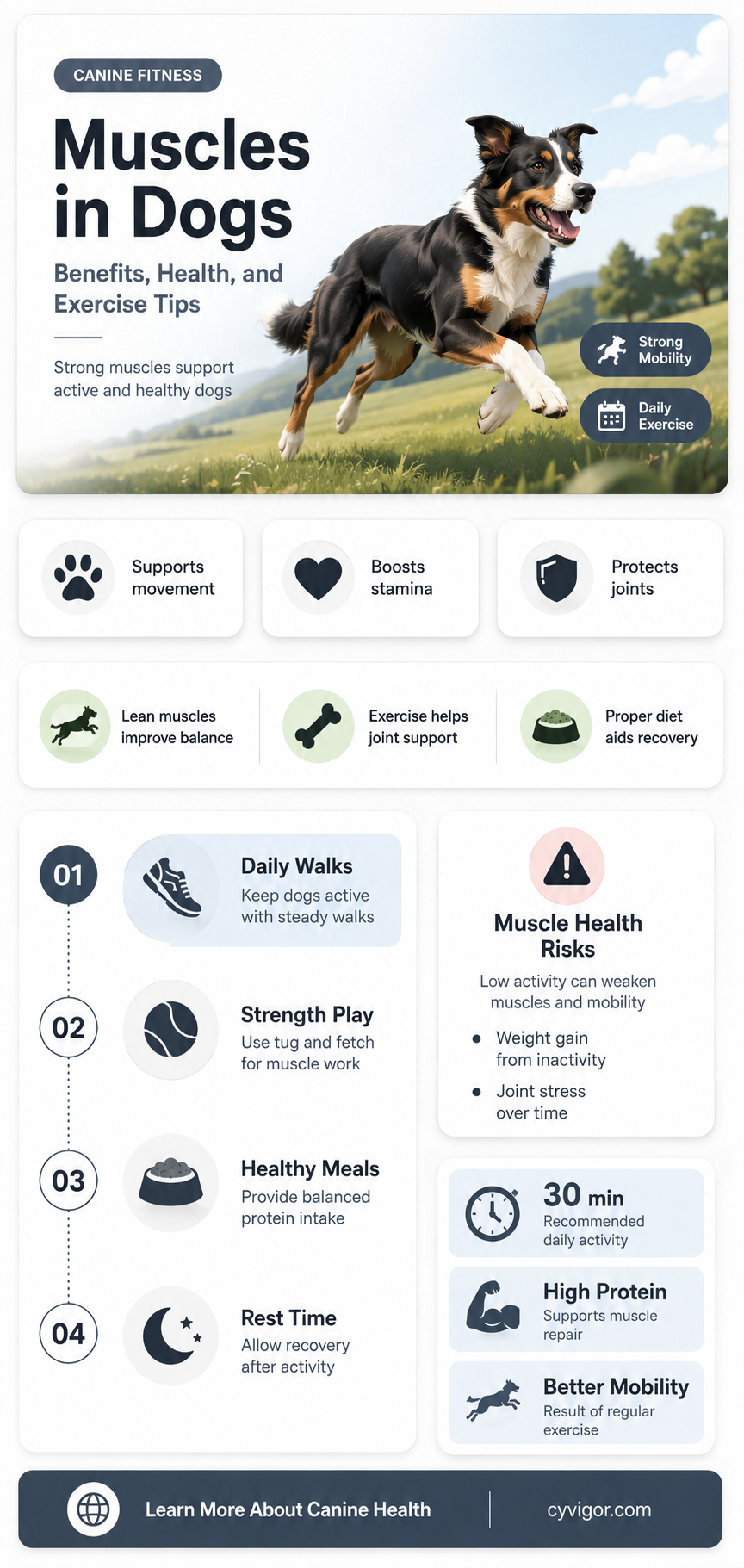 are muscles good for dogs
