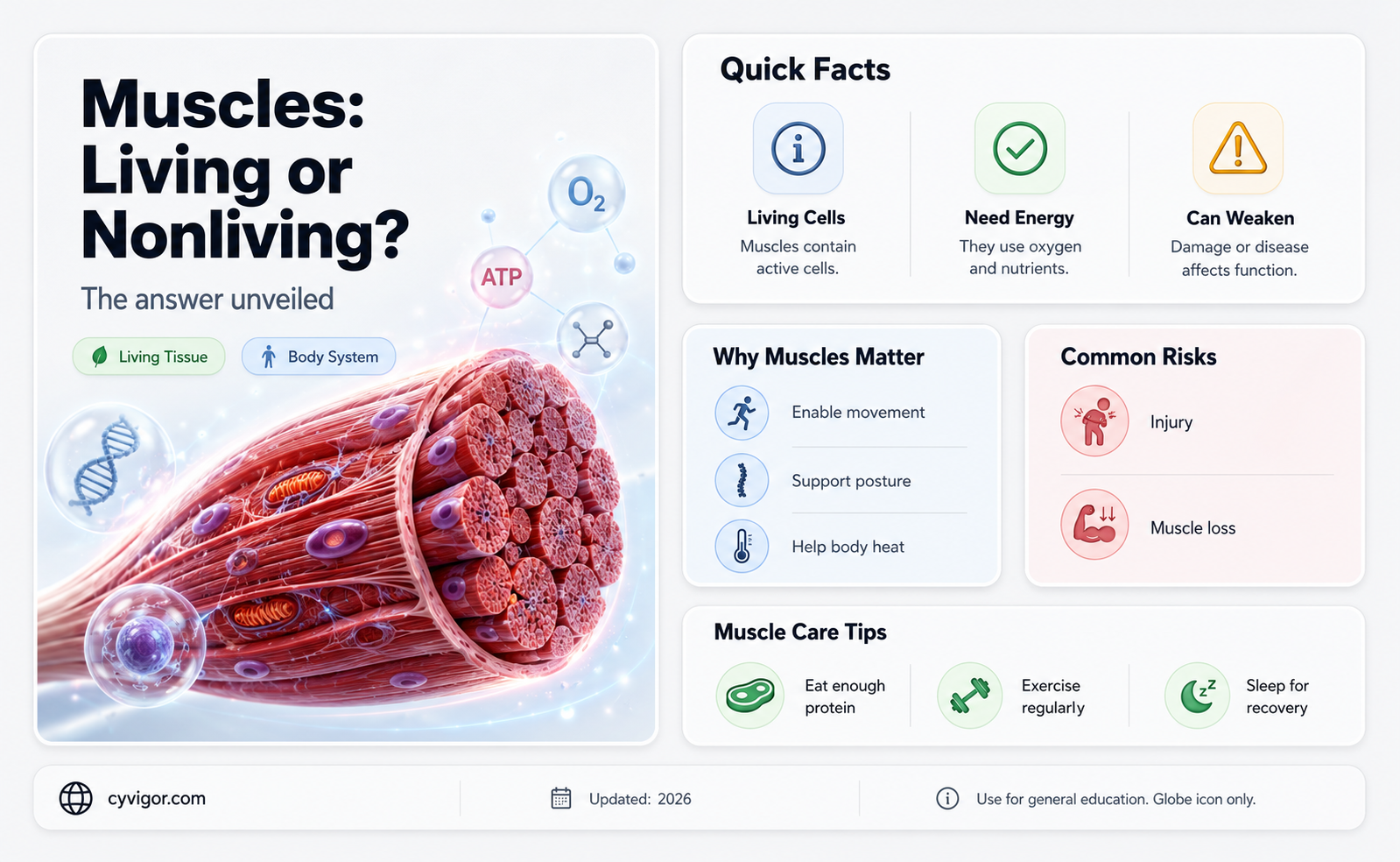 are muscles living or nonliving