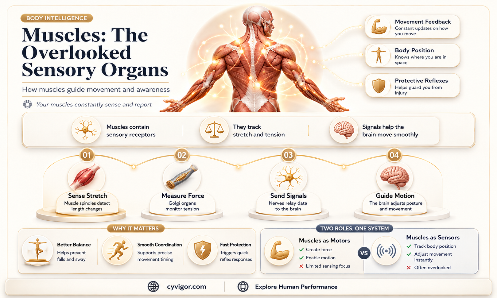 are muscles sensory organs