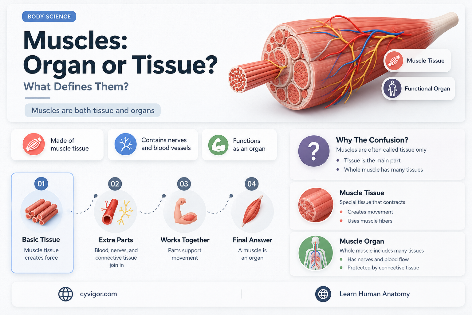 are muscles an organ