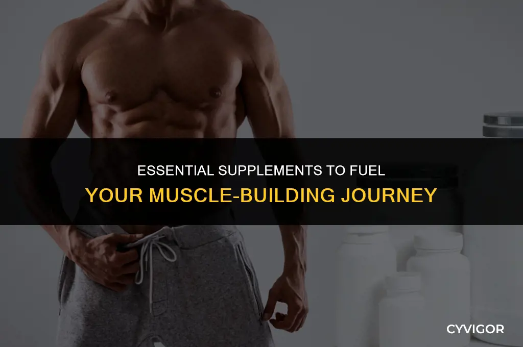 must have supplements for building muscle