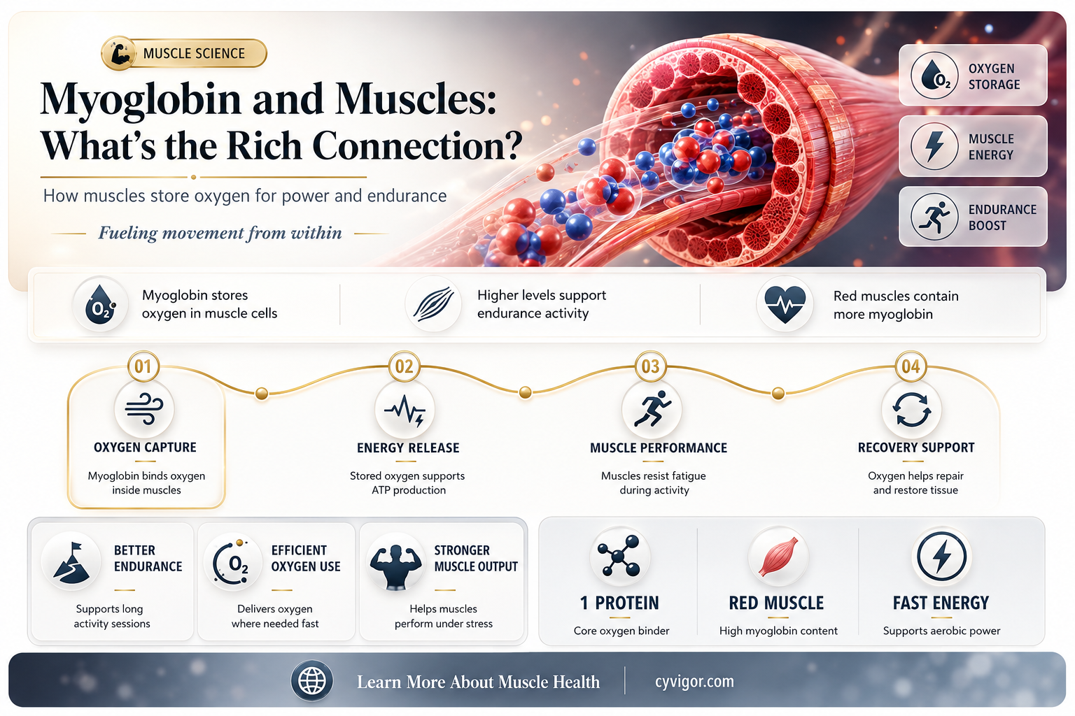 are muscles rich in myoglobin