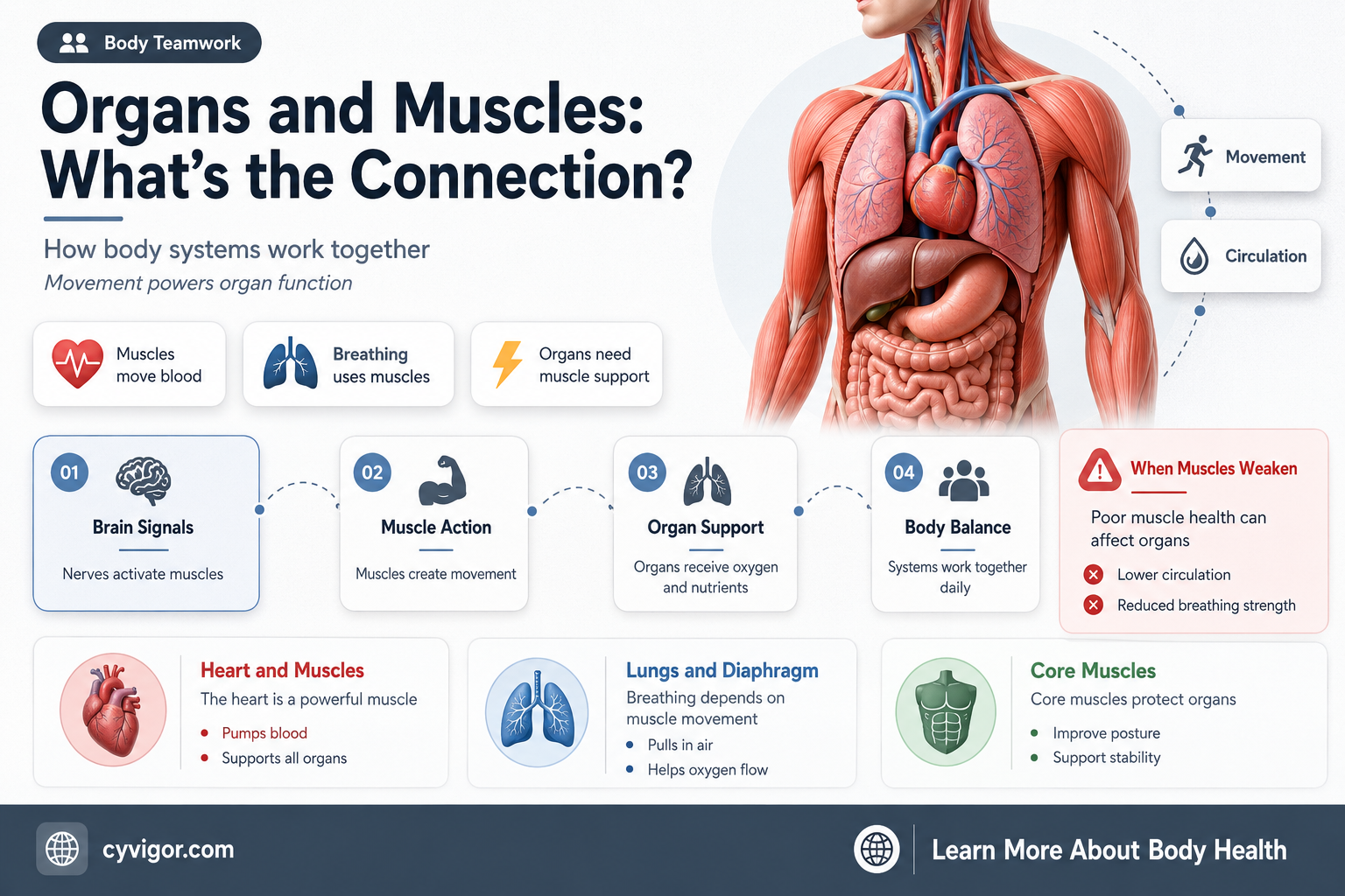 are organs made of muscles