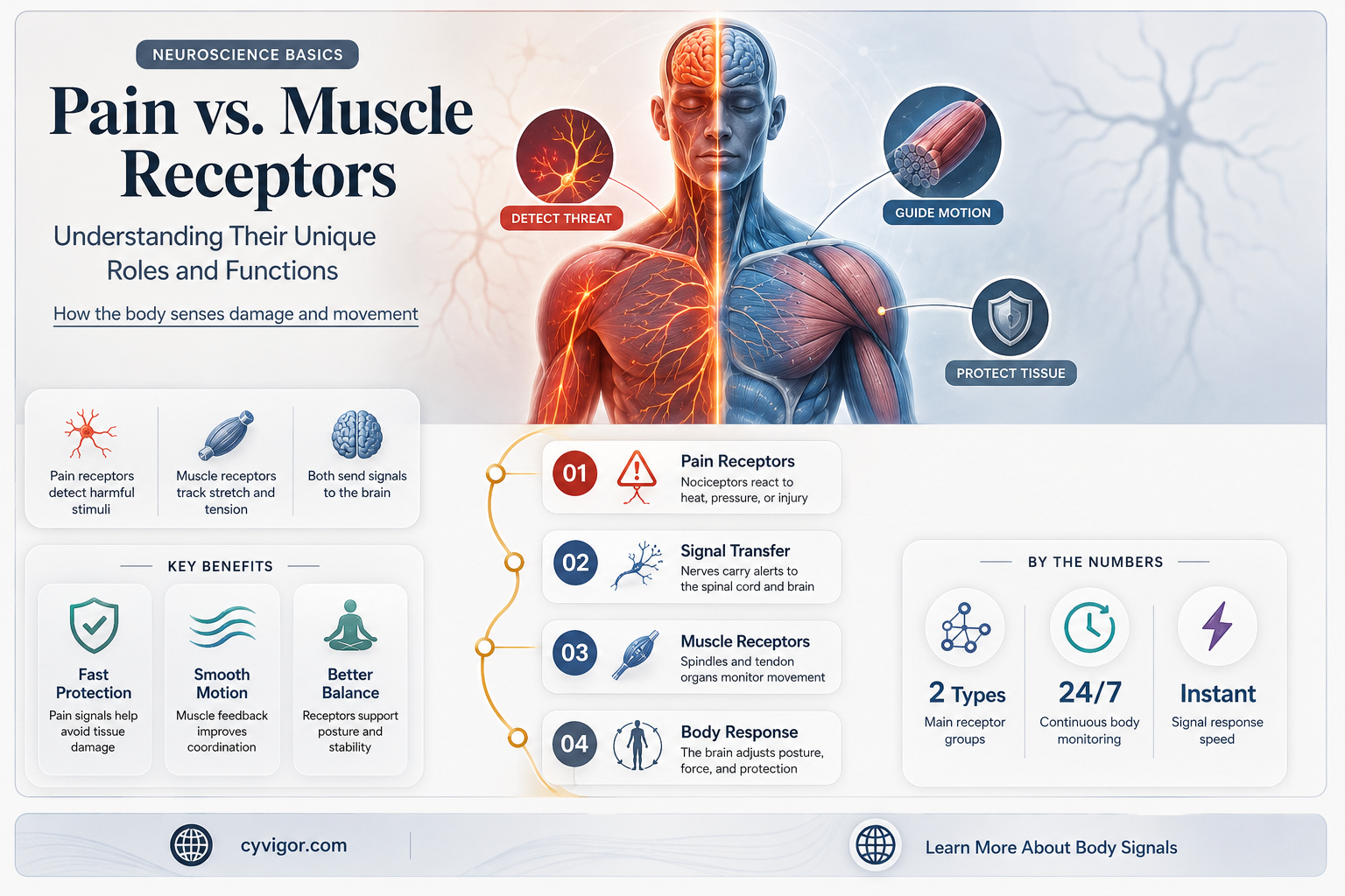 are pain and muscle receptors yhe same