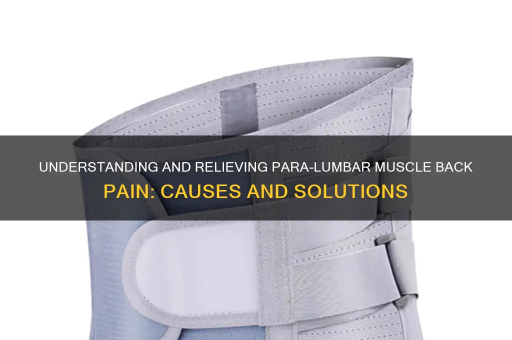para lumbar muscle back pain