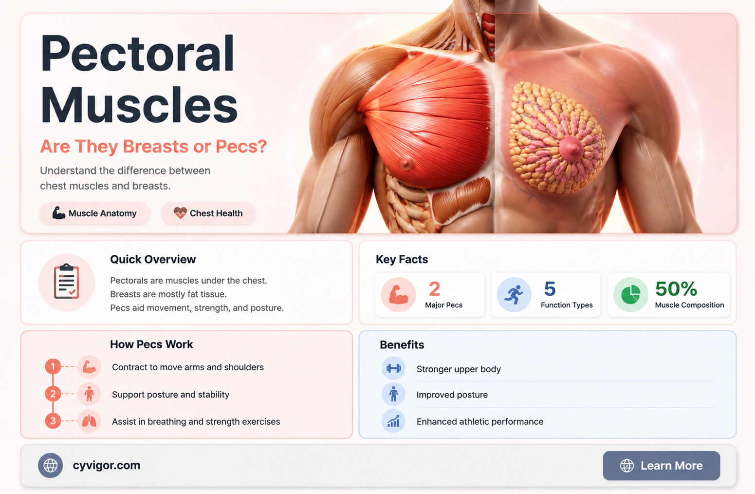 are pectoral muscle breast