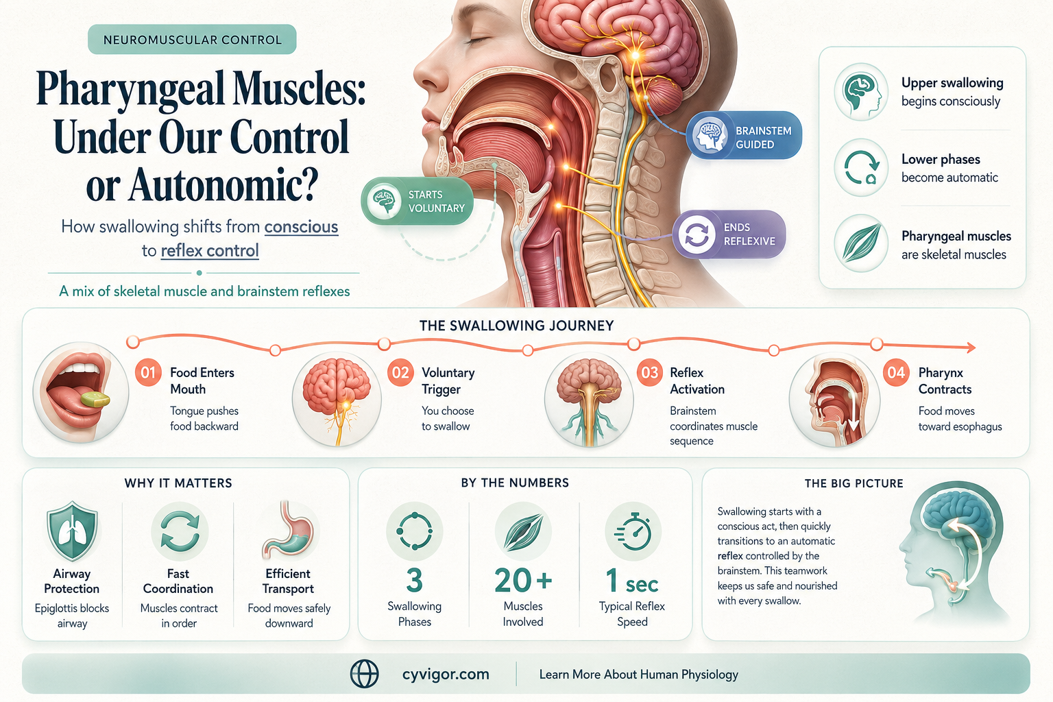 are pharyngeal muscles voluntary