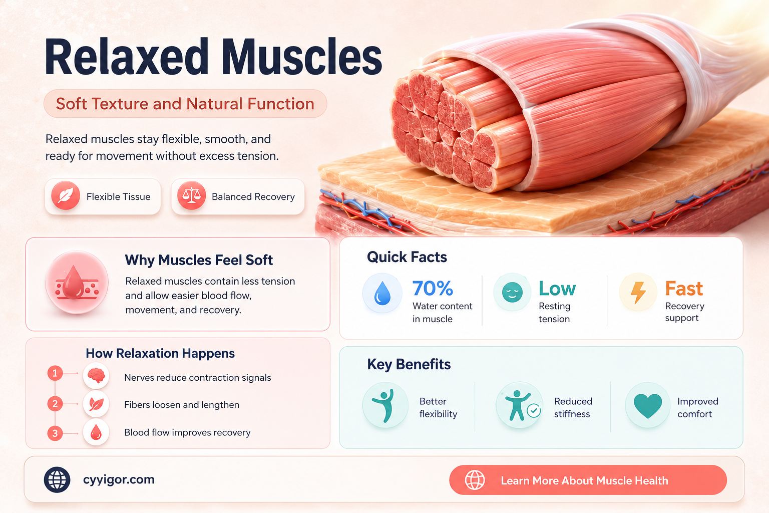 are muscles soft when relaxed