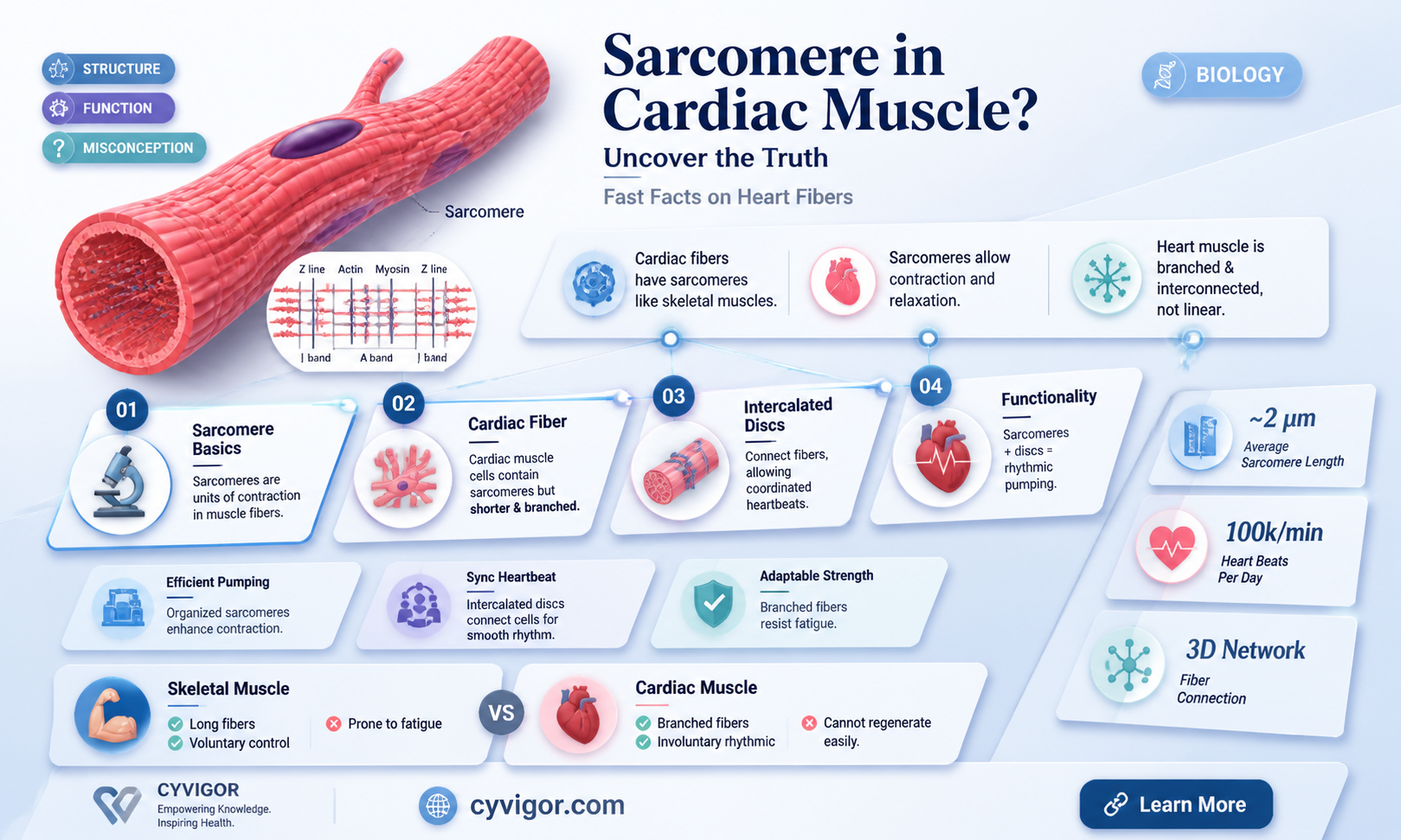 are cardiac muscles have sarcomere