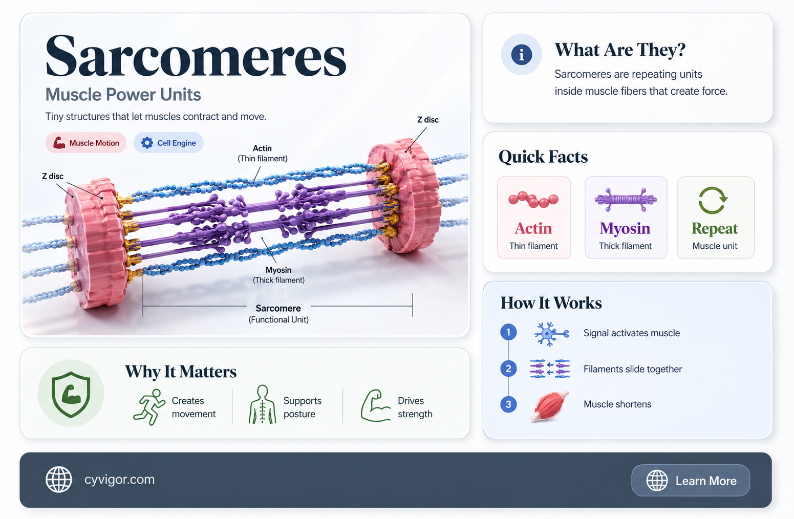 are muscles classified by sarcomeres