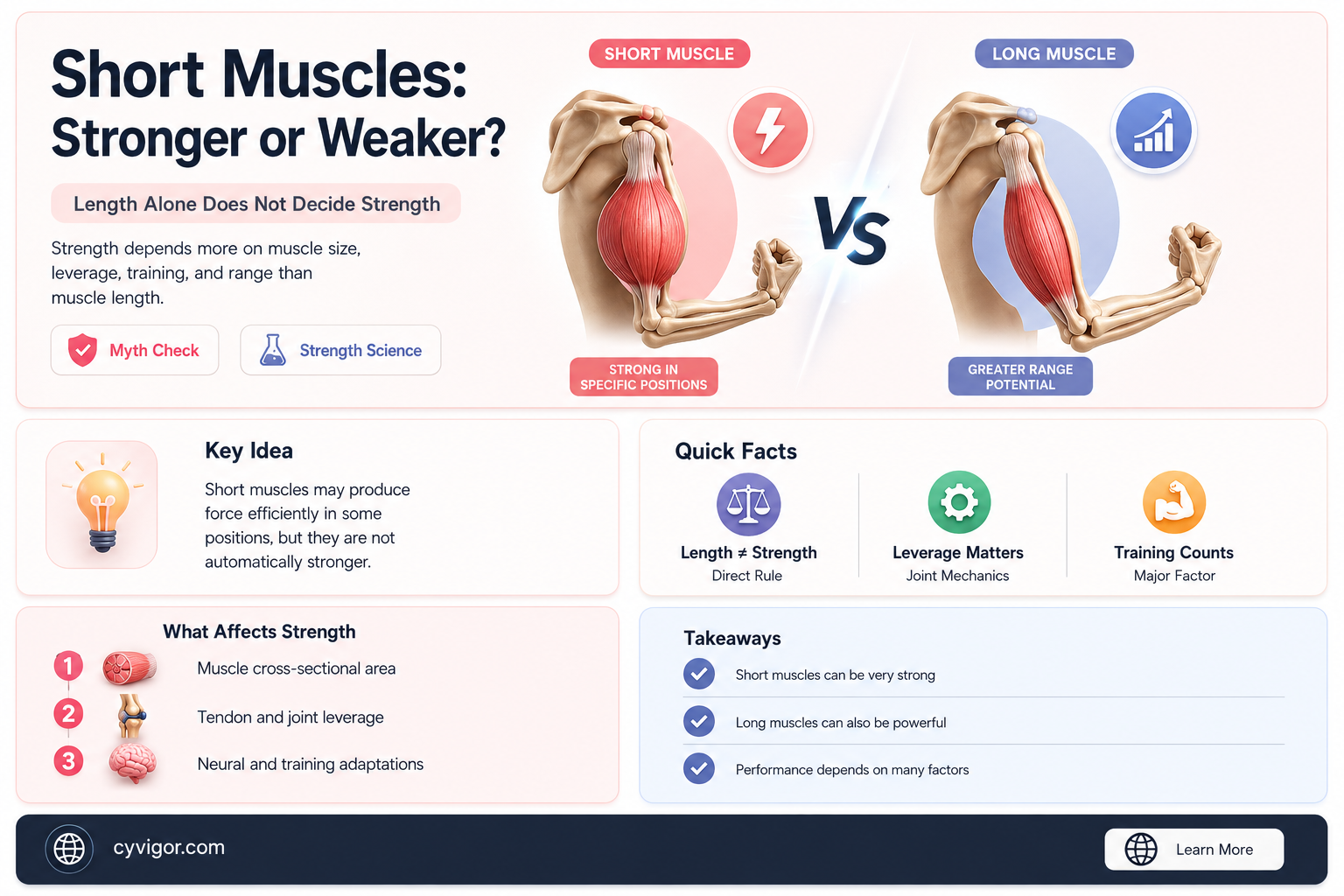 are short muscles stronger