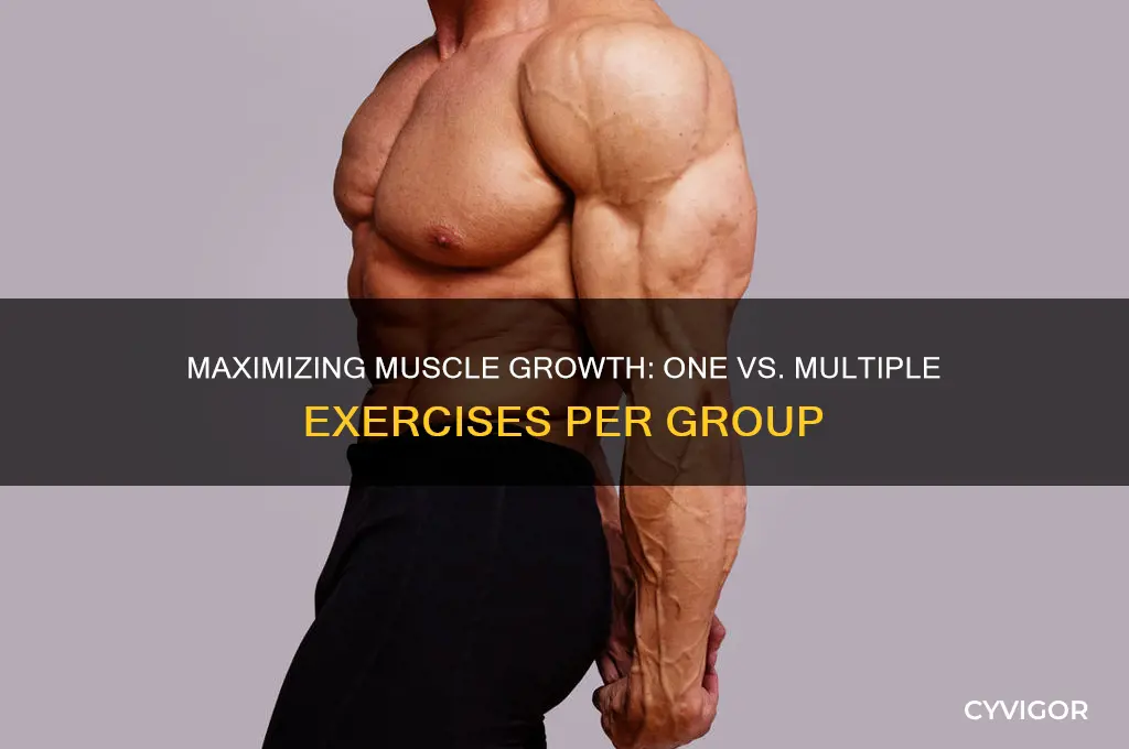 should i do more than one exercise per muscle group