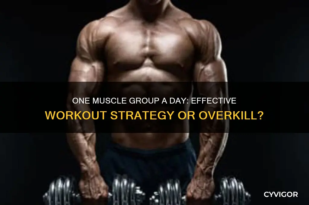 should i do one muscle group a day