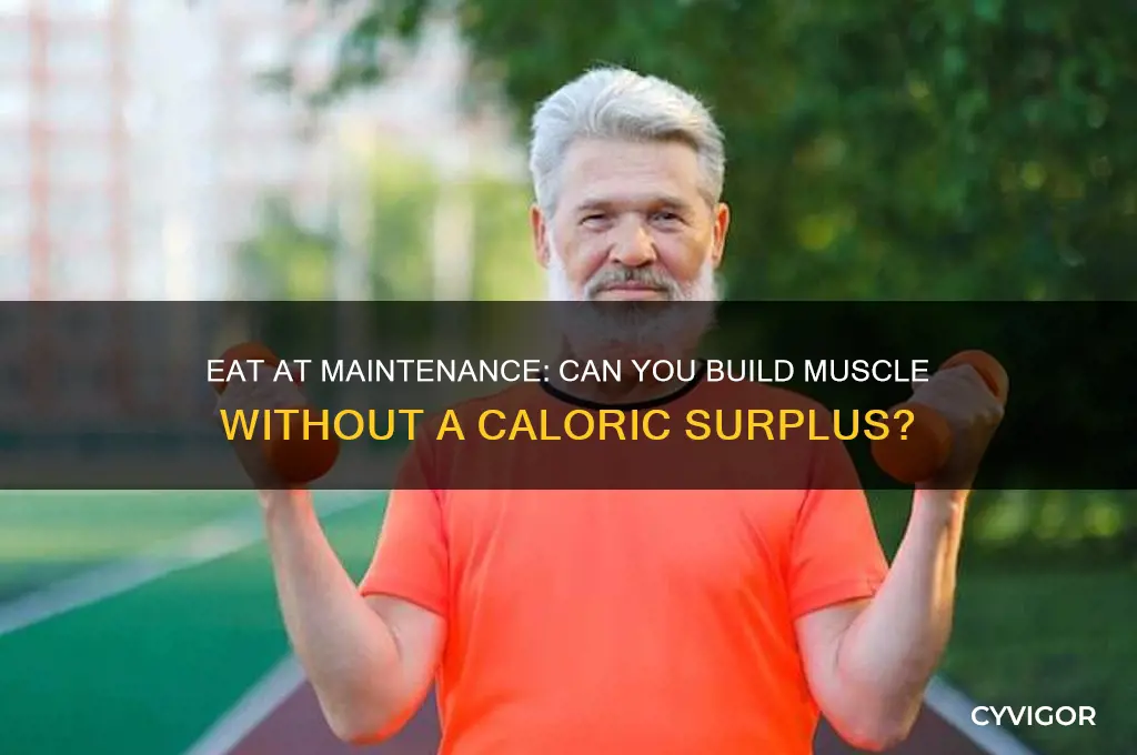 should i eat at maintenance and gain muscle