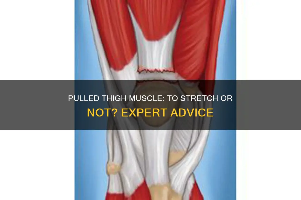 should i stretch a pulled thigh muscle