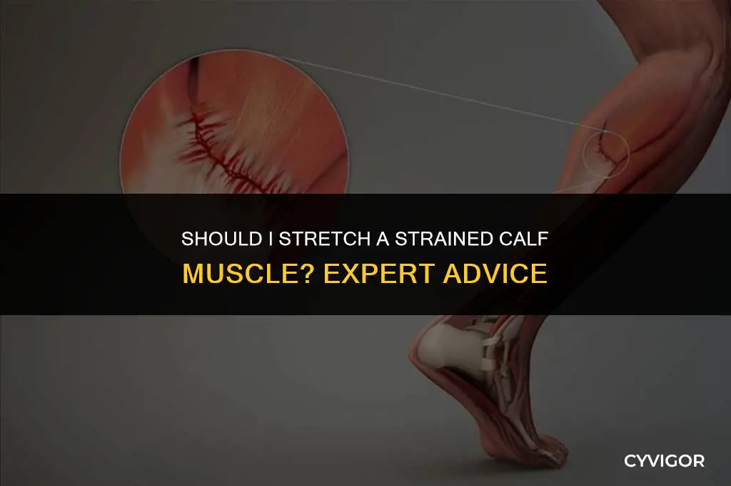 should i stretch a strained calf muscle