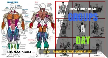 Training 4 Muscle Groups Daily: Effective Strategy or Overkill?