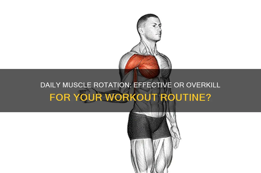 should i work out different muscles everyday