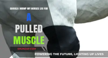 Should You Wrap Your Horse's Leg for a Pulled Muscle?