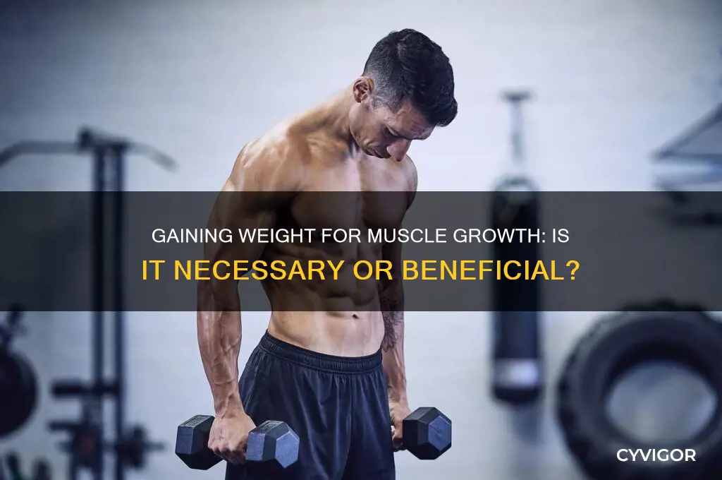 should you gain weight while bulding muscle
