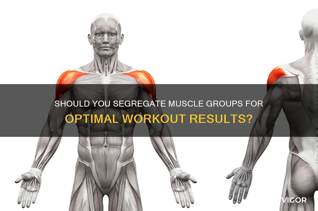 should you segregate muscle groups